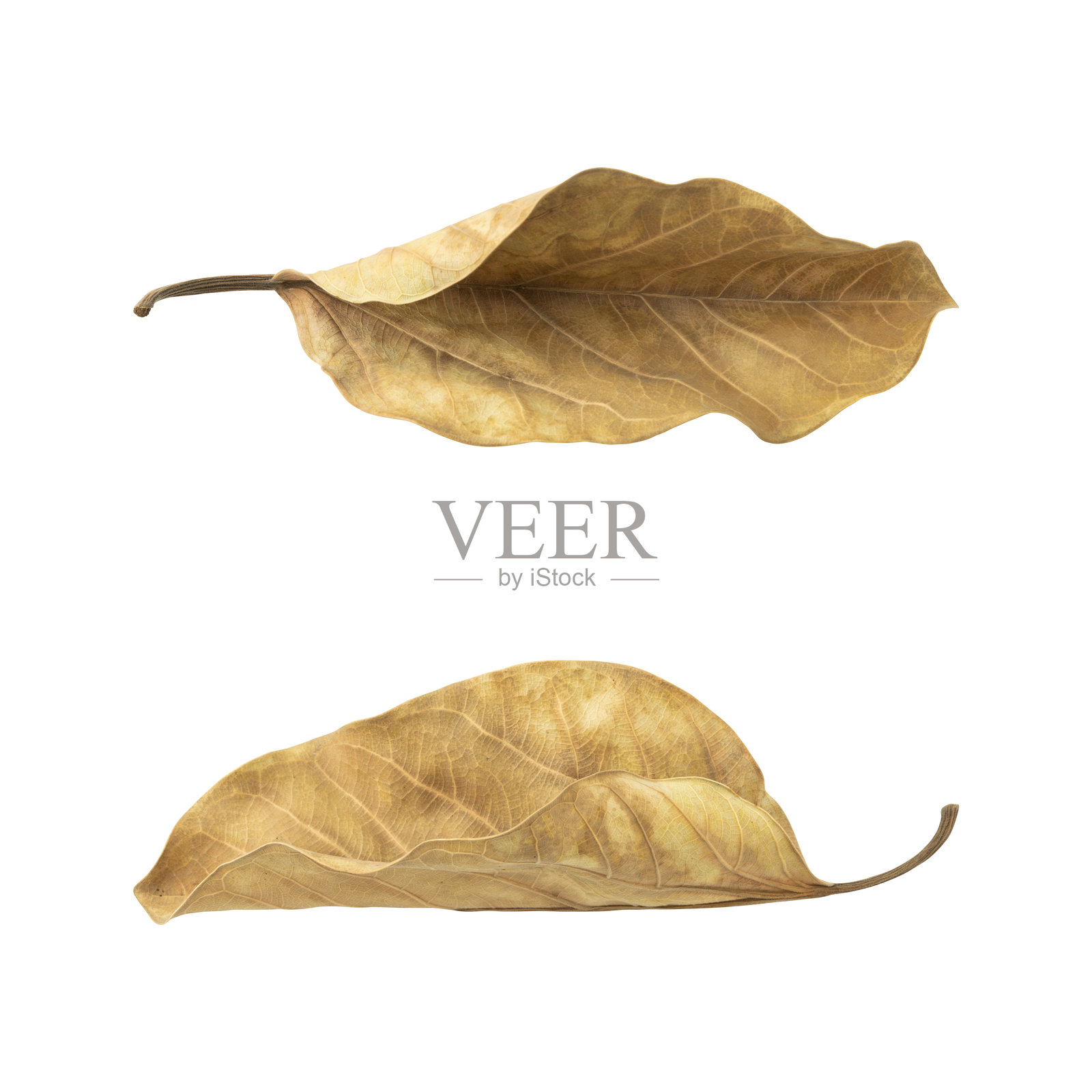 一堆干枯的野生树叶照片摄影图片