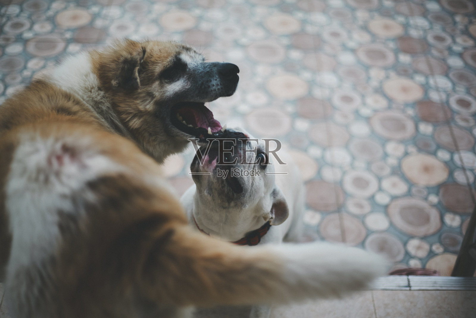 可爱的法国斗牛犬照片摄影图片