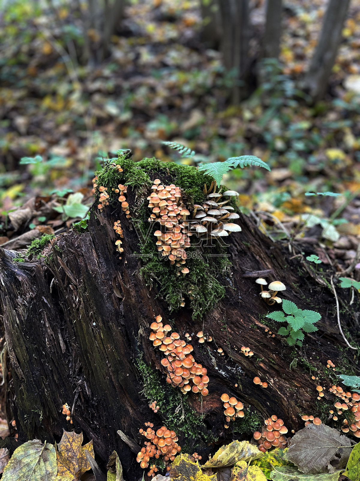 秋天的蘑菇生长在树干上照片摄影图片