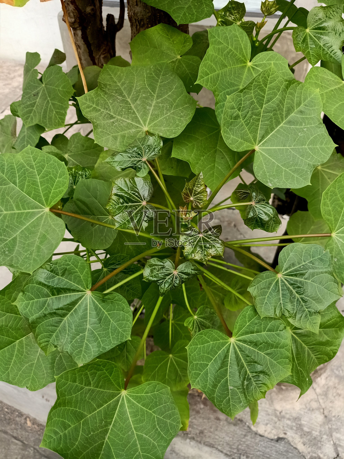 巴巴多斯坚果植物特写照片摄影图片