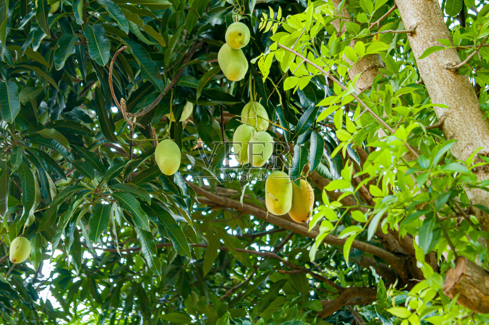 芒果，或科学名称为Mangifera indica，是一种在全球范围内非常受欢迎的热带水果，包括印度尼西亚。树上的芒果。聚焦于芒果。嘈杂。曝光。类似其他。照片摄影图片