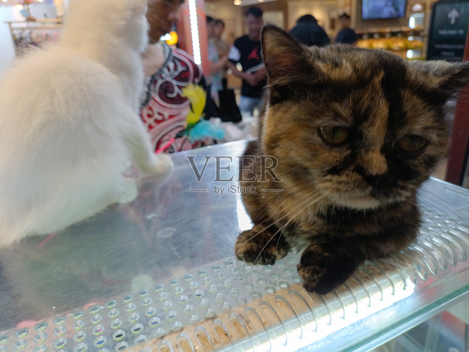 猫和小猫照片摄影图片