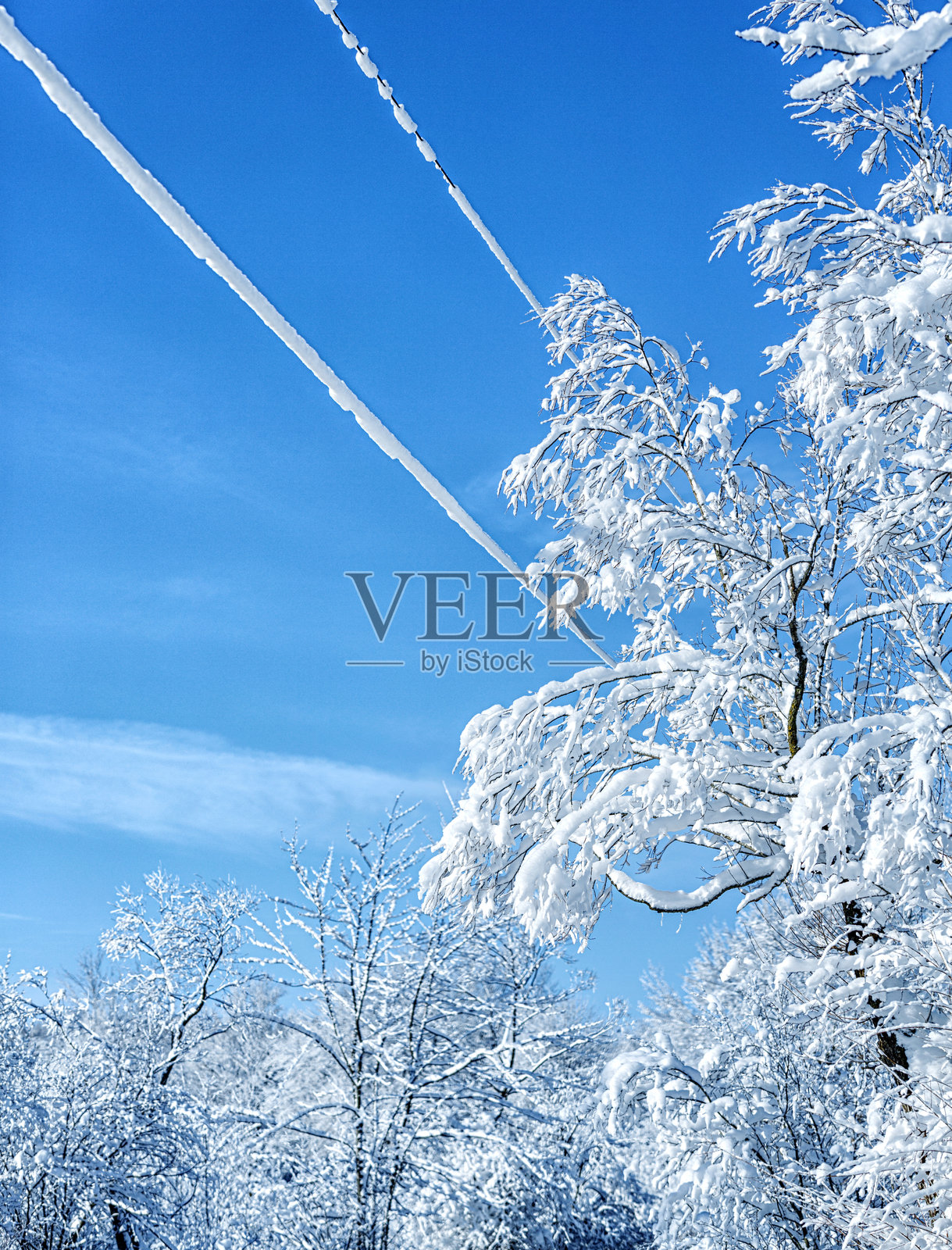 蓬松的棉花球覆盖在光秃的树木上，像是毛绒绒的暴风雪。照片摄影图片