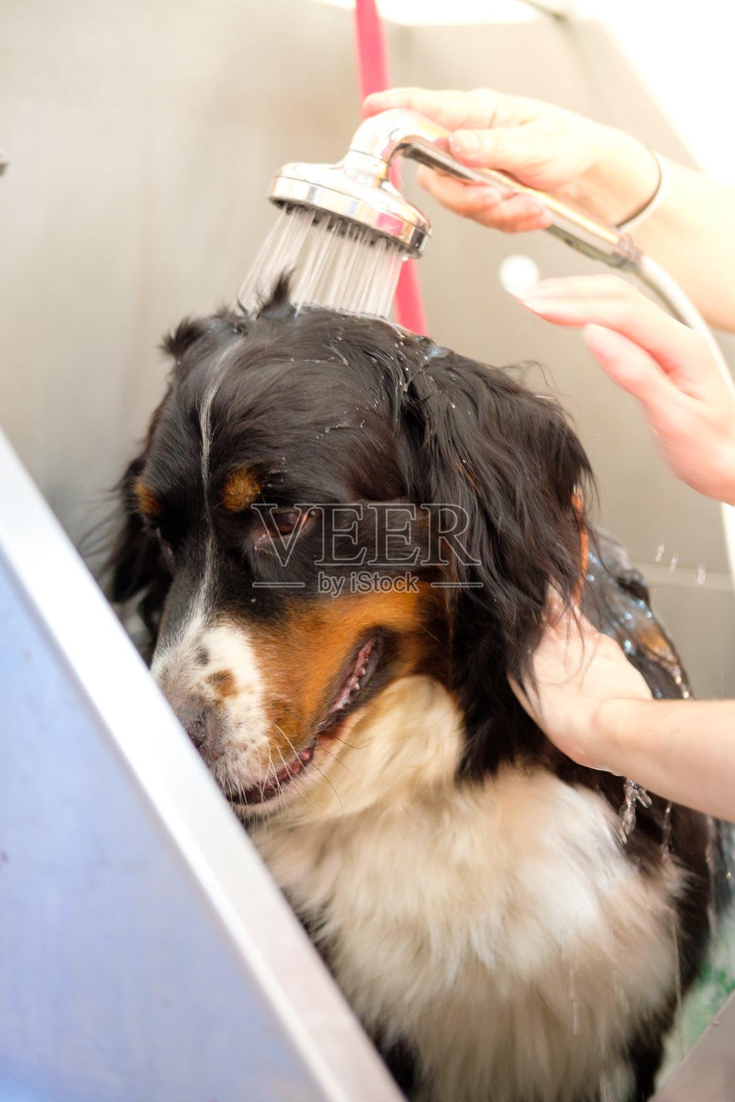 伯恩山犬正在进行洗澡美容护理照片摄影图片