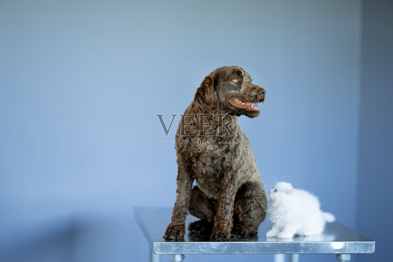 等待兽医照片摄影图片