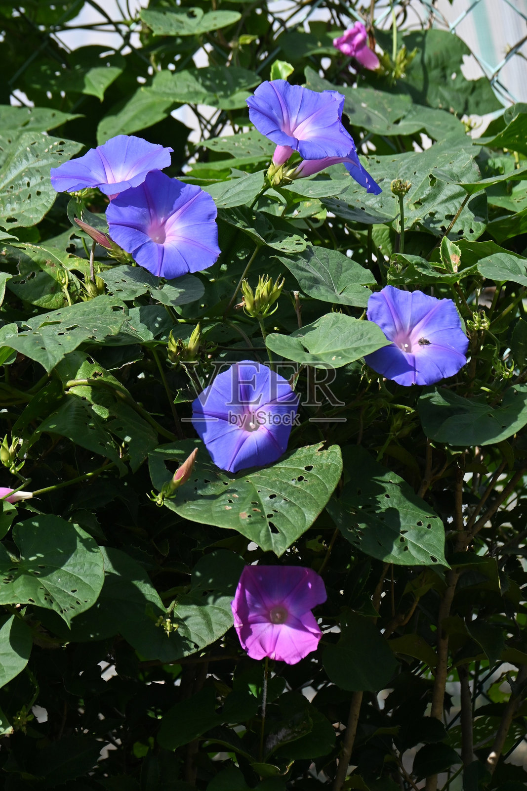 蓝色喇叭花（Ipomoea indica）花。旋花科多年生藤本植物照片摄影图片