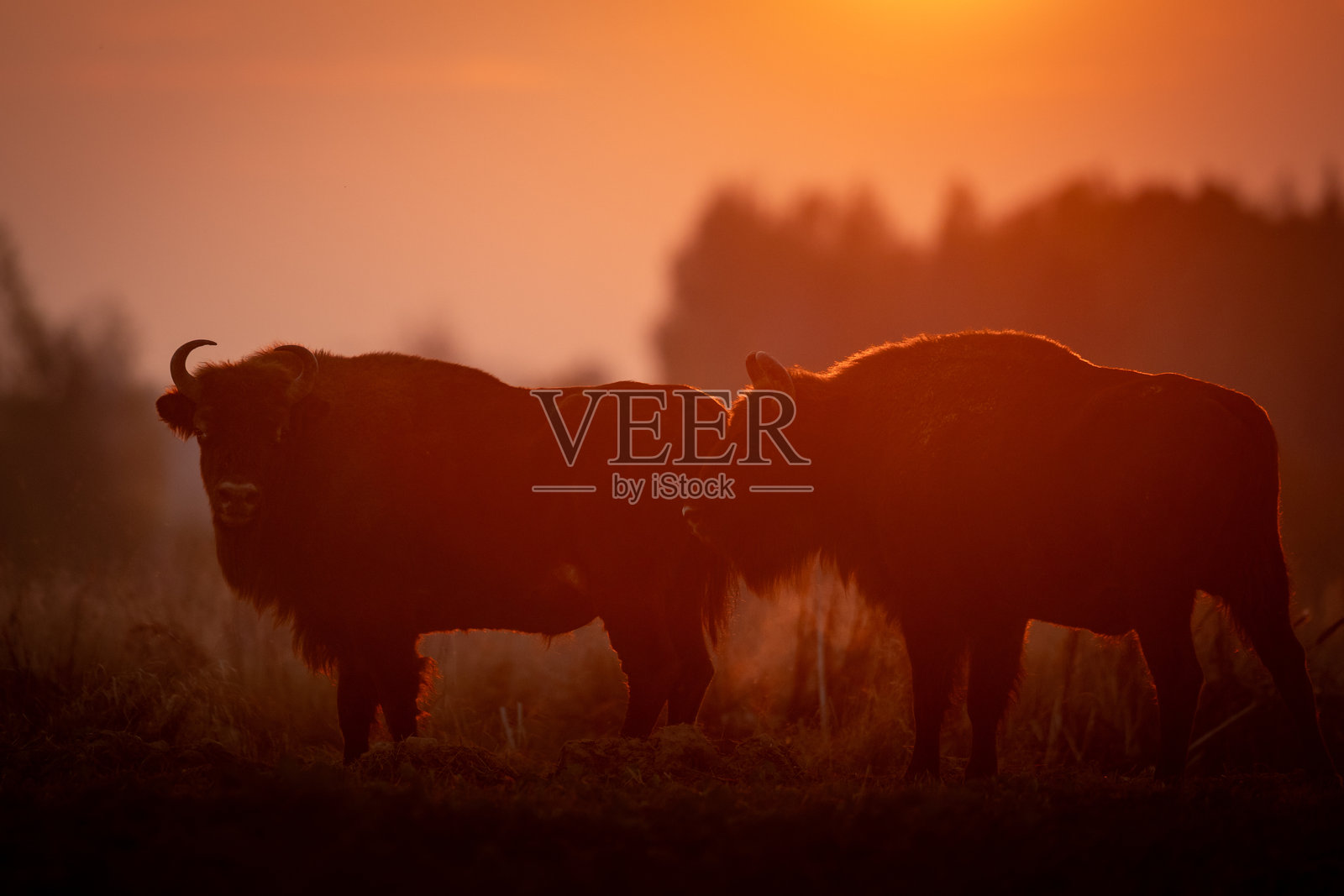 哺乳动物 - 野生自然 欧洲野牛（Bison bonasus）雄性野牛站在波兰东北部的田野上，克尼什温斯卡原始森林日落时分的摄影作品照片摄影图片