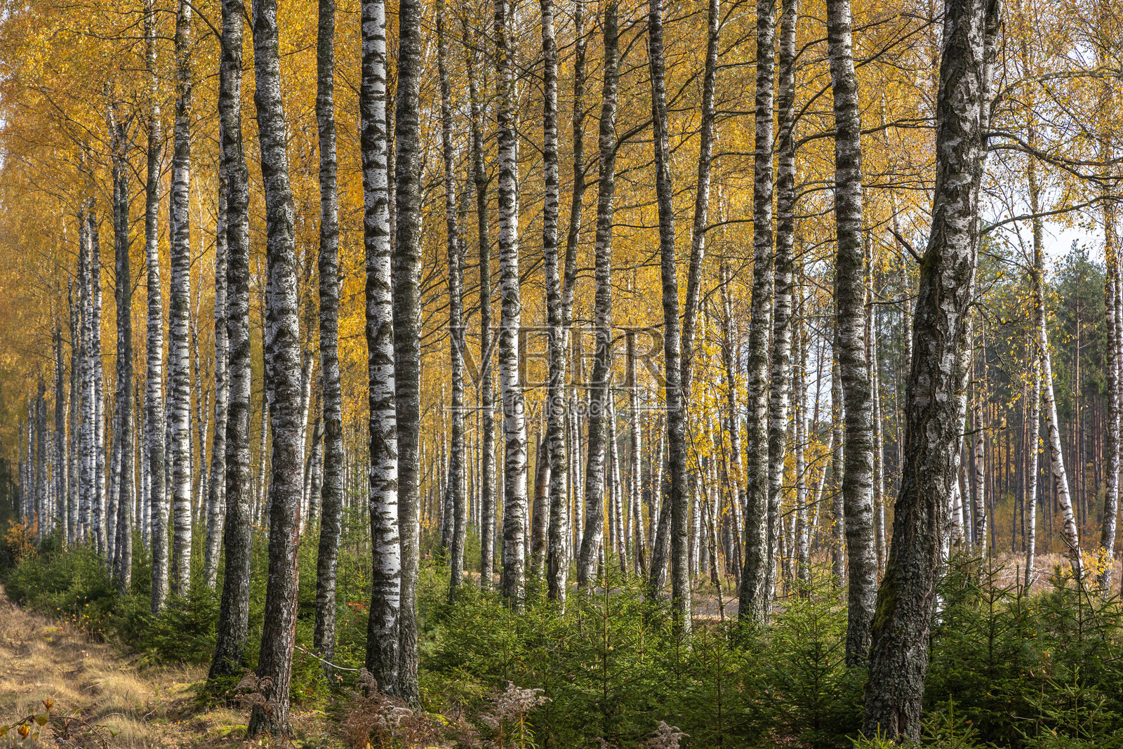 十月的秋季森林风景。波兰欧洲，克尼辛原始森林，白桦树。照片摄影图片