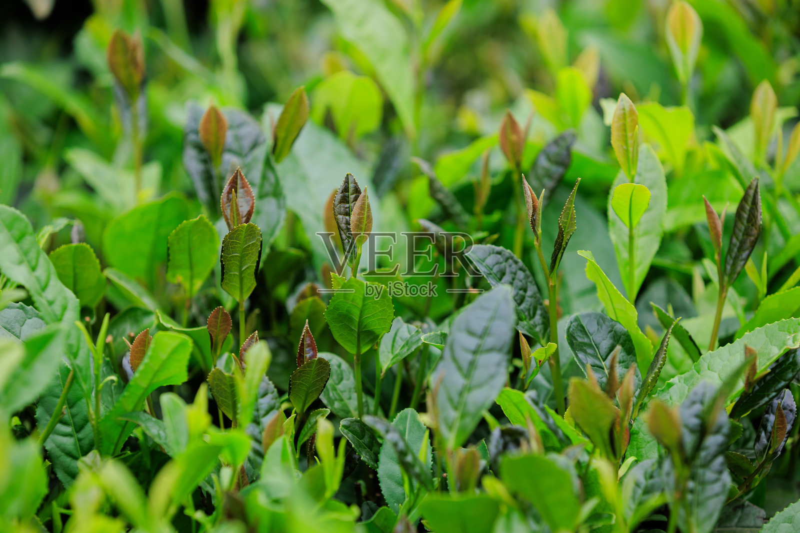春天山中的绿茶树照片摄影图片