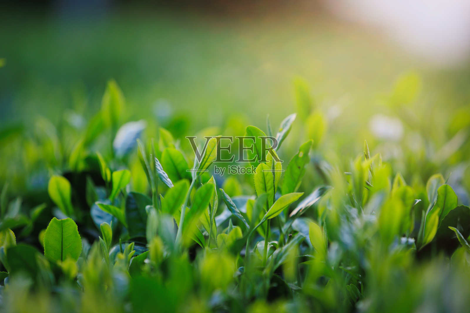 春天山中的绿茶树照片摄影图片