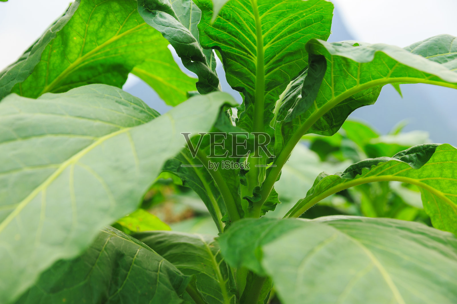 烟草叶植物在田野中生长照片摄影图片