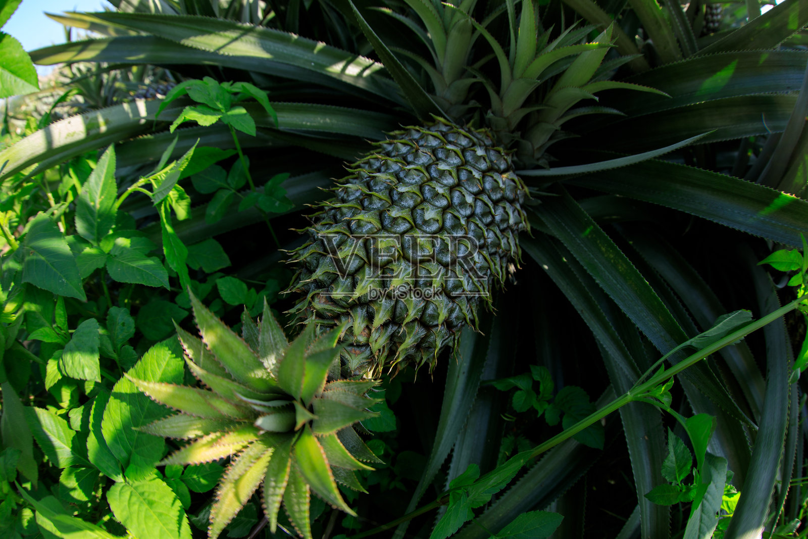 菠萝在花园的树上生长照片摄影图片