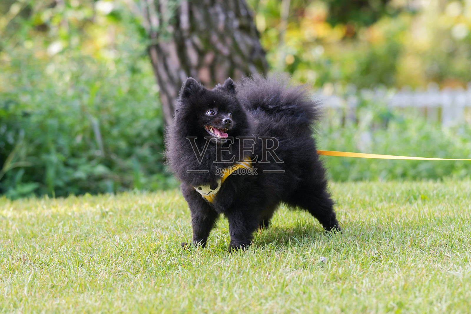 一只可爱的狗在韩国京畿道南扬州市平内洞的河边散步。照片摄影图片