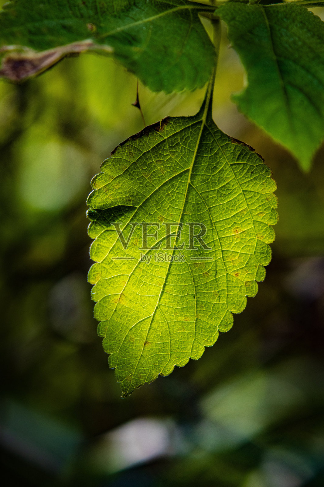 阳光照耀下的绿叶特写，展现细致的叶脉照片摄影图片