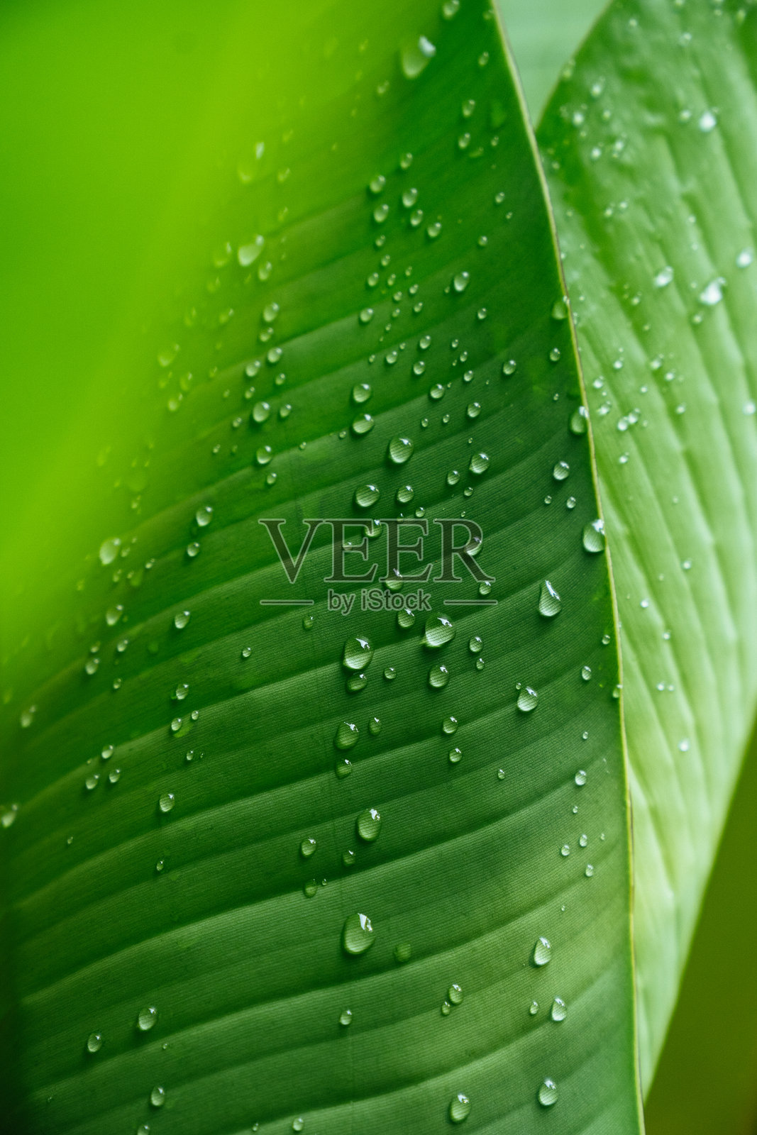 一片覆盖着水滴的香蕉叶照片摄影图片