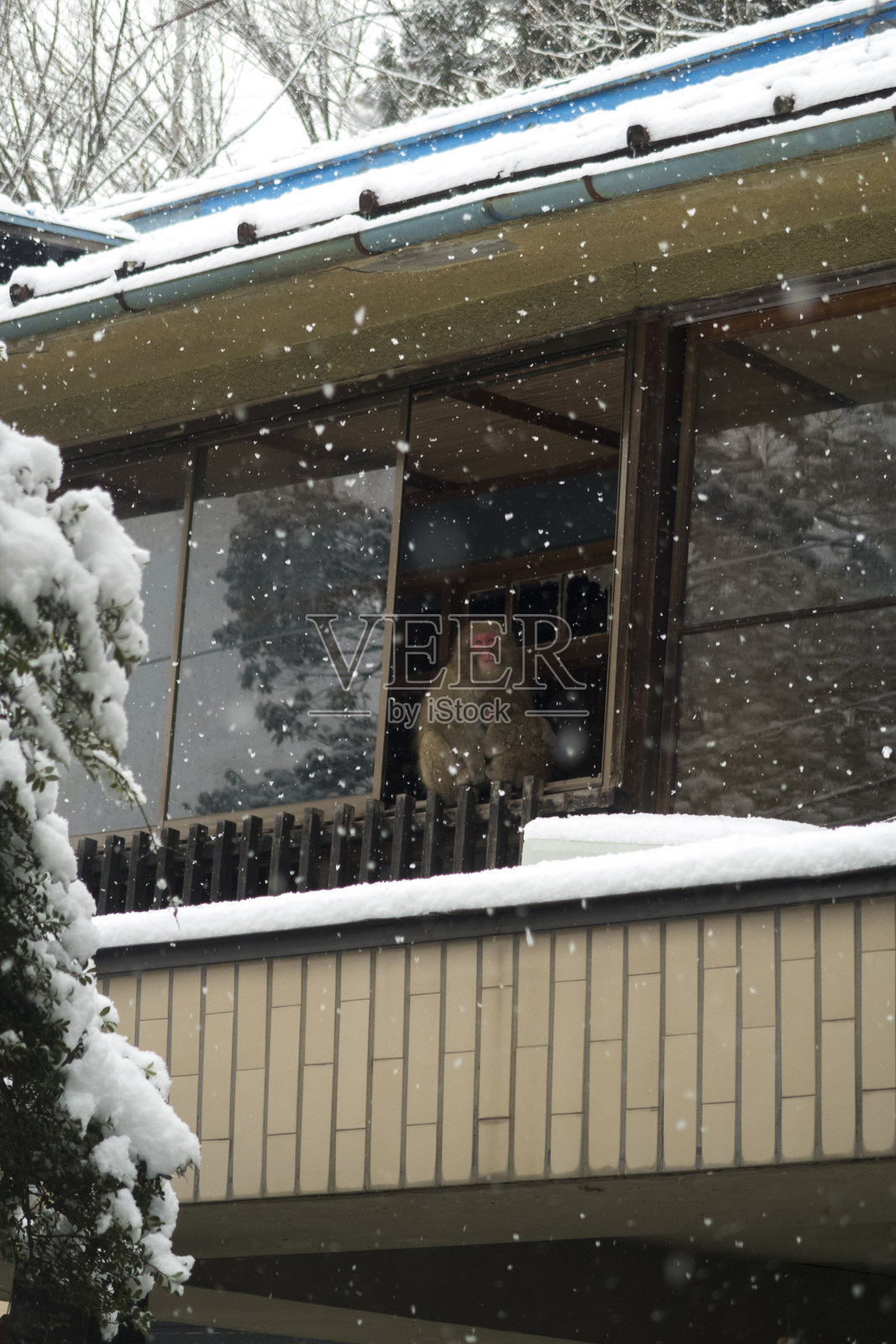 一只日本雪猴坐在窗边，望着雪景，怀里抱着它的宝宝。照片摄影图片