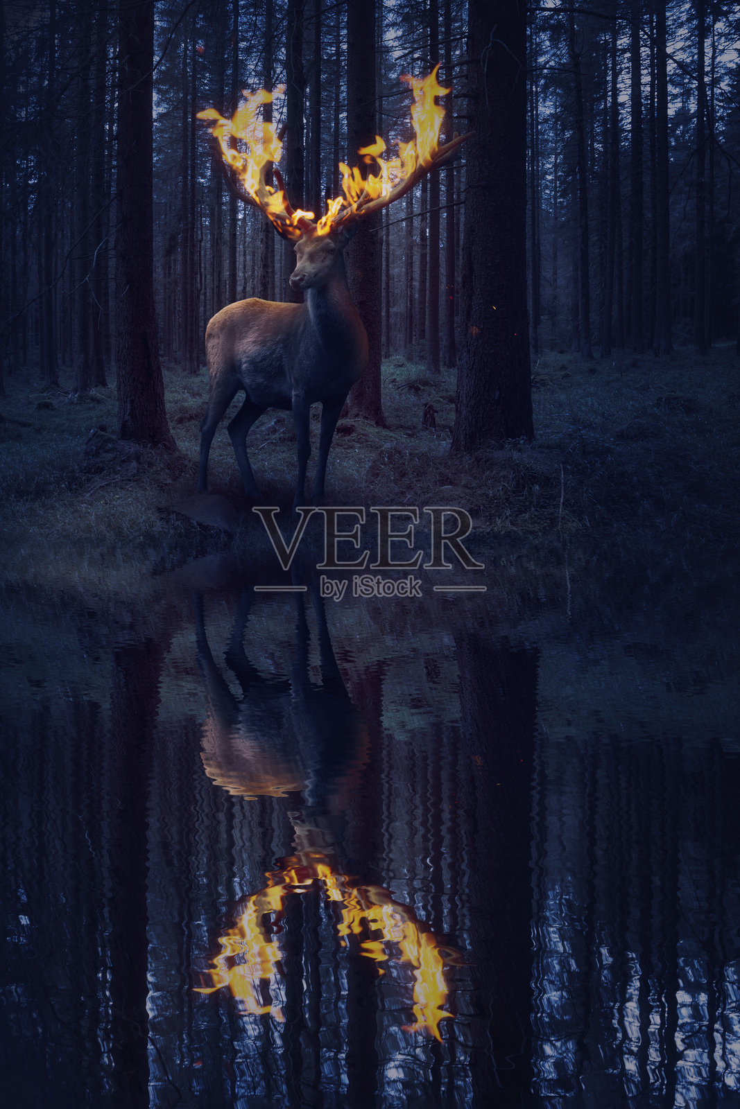 黑夜森林中的火焰鹿照片摄影图片