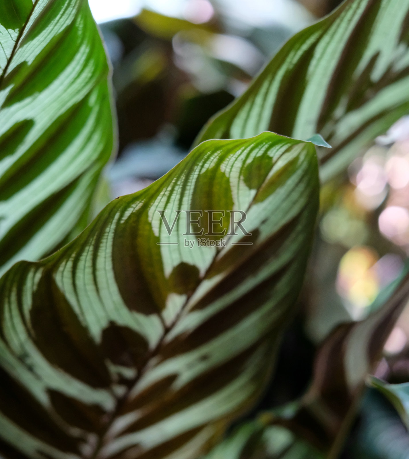 绿色植物的特写镜头照片摄影图片