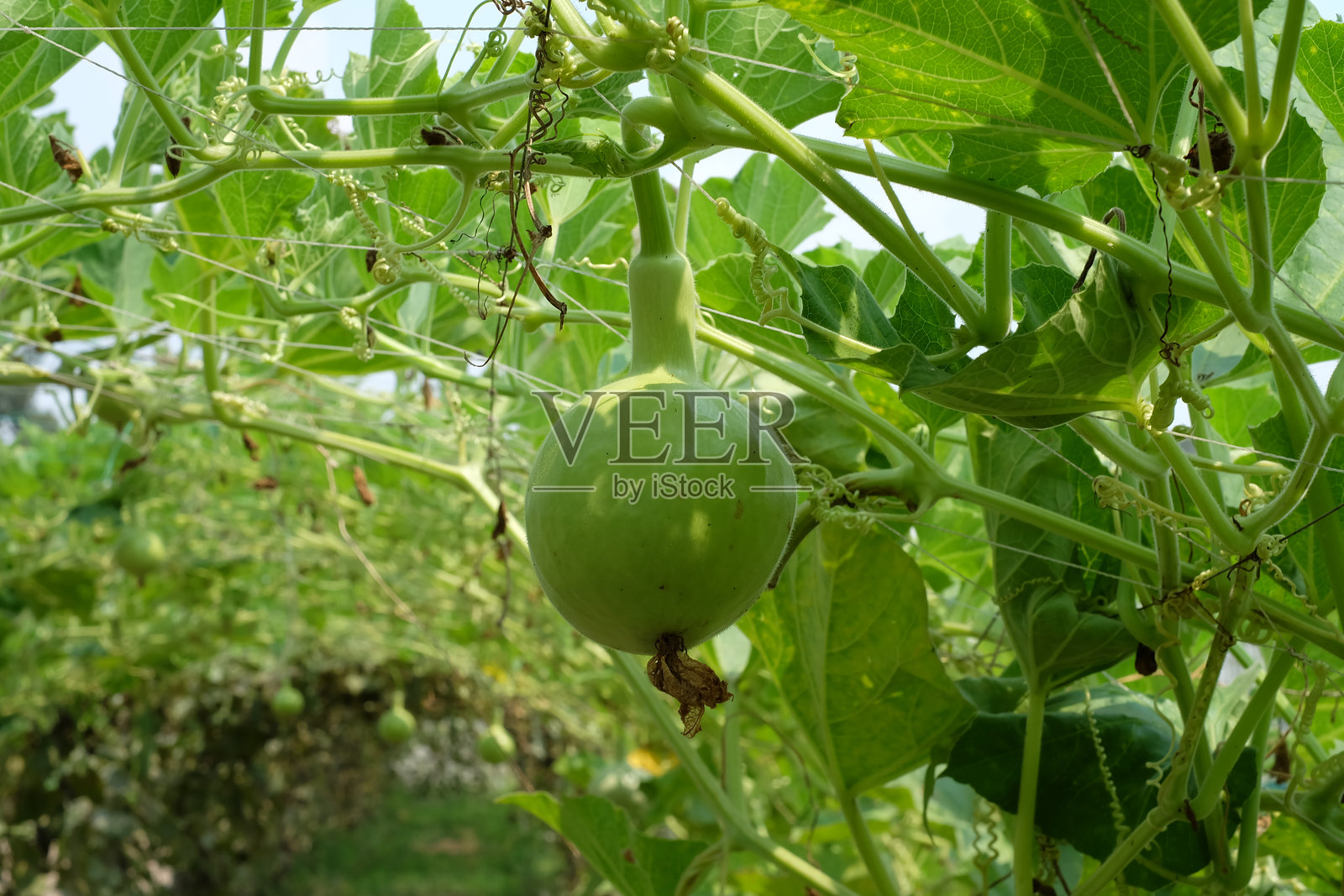 低角度视图的树上生长的水果照片摄影图片