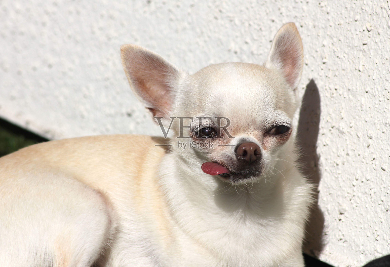 小狗曲奇（吉娃娃）照片摄影图片