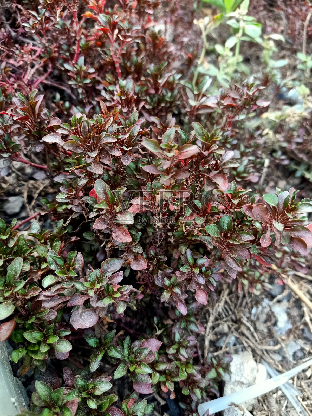 血叶植物的特写镜头照片摄影图片