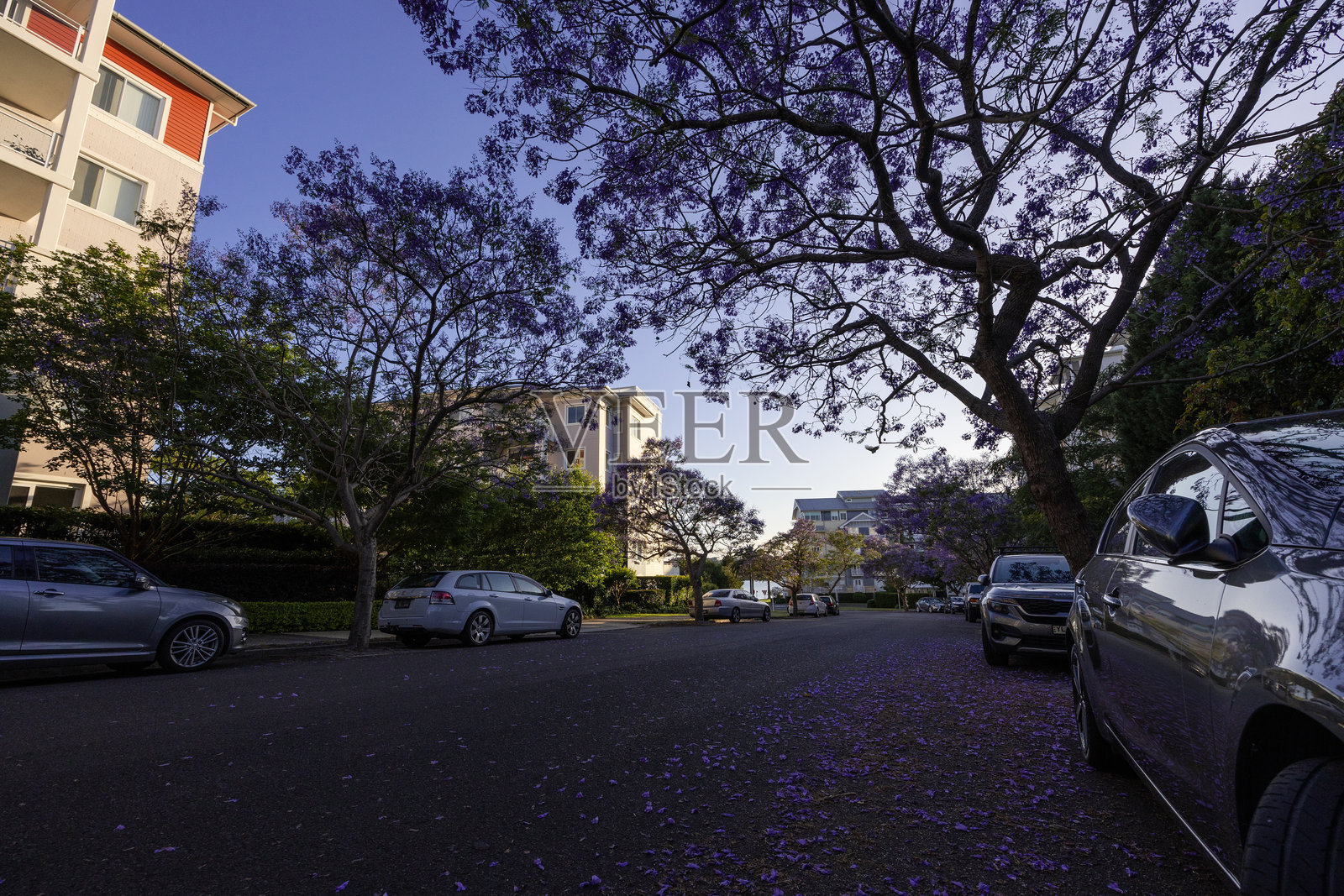 紫葳街照片摄影图片