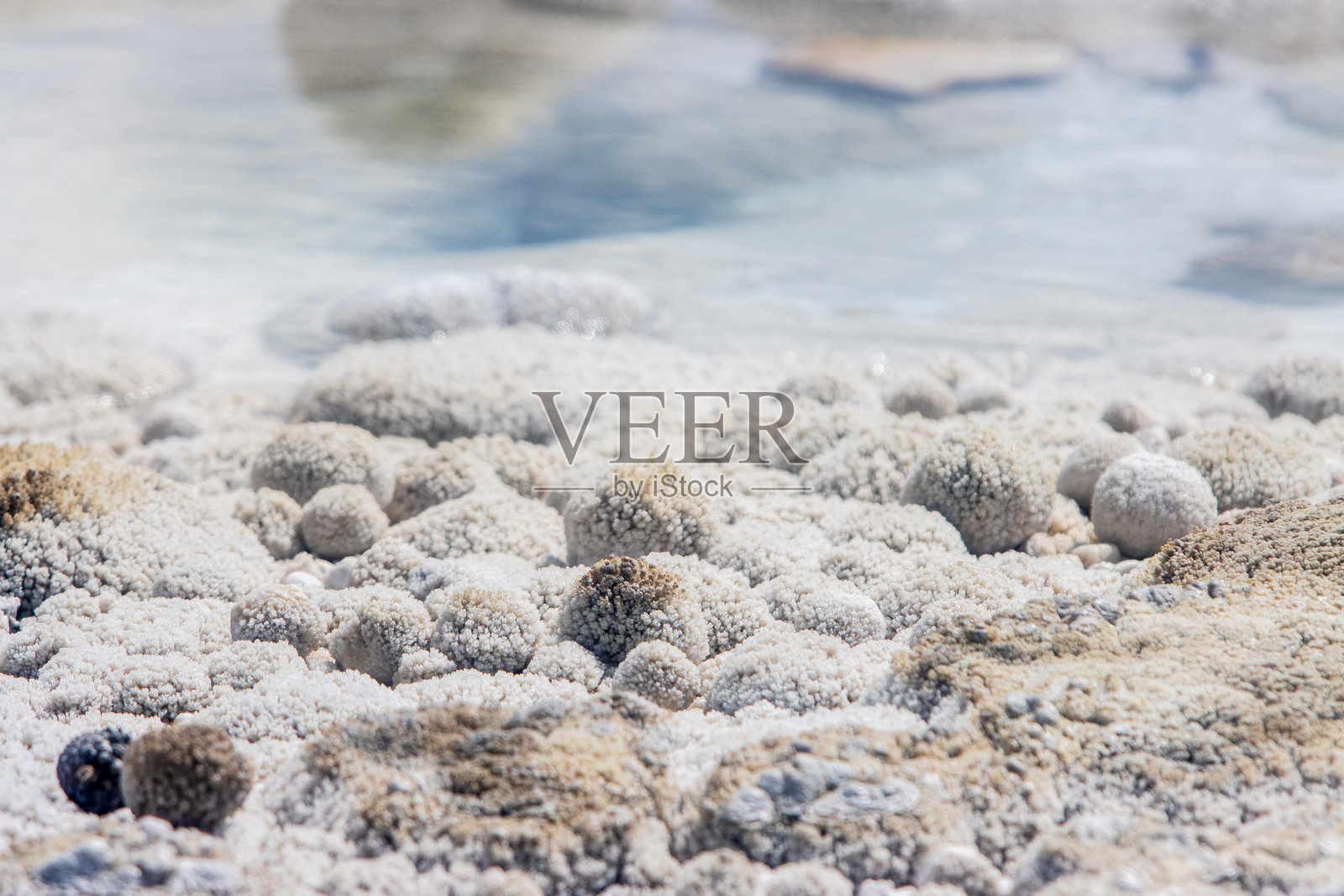 黄石国家公园怀俄明州诺里斯喷泉盆地的狐狸喷泉照片摄影图片