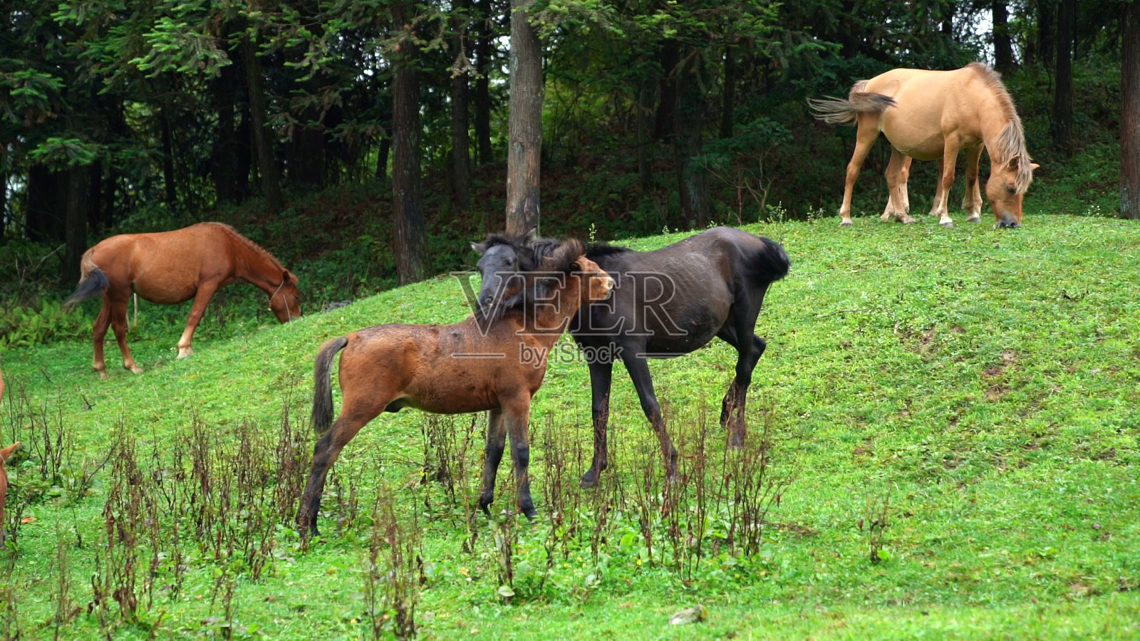 马在草原上吃草。照片摄影图片