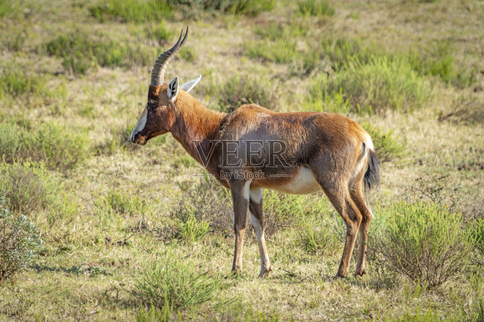 南非野生动物保护区中的雄性布莱斯博克。照片摄影图片