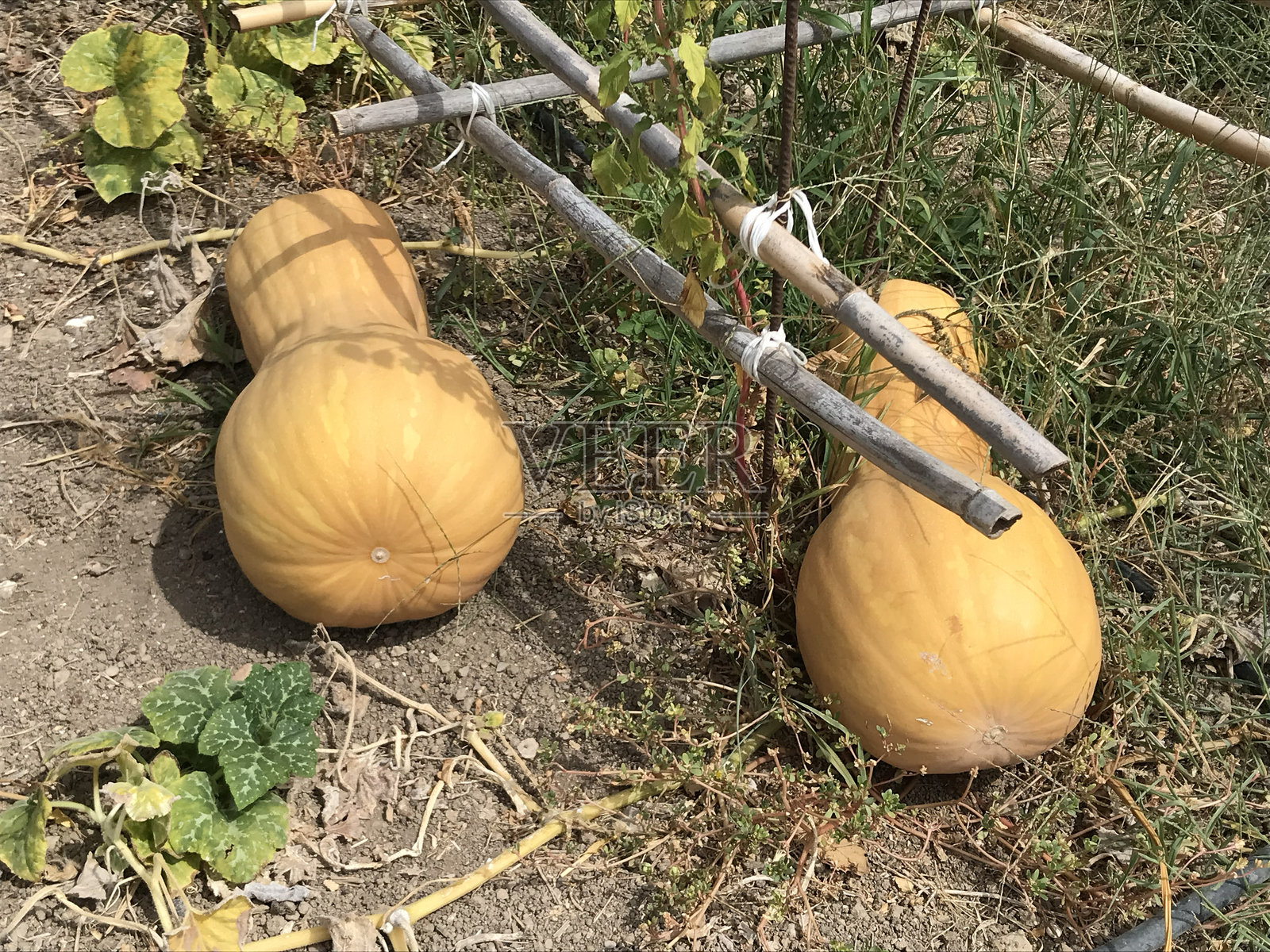 希腊南瓜照片摄影图片