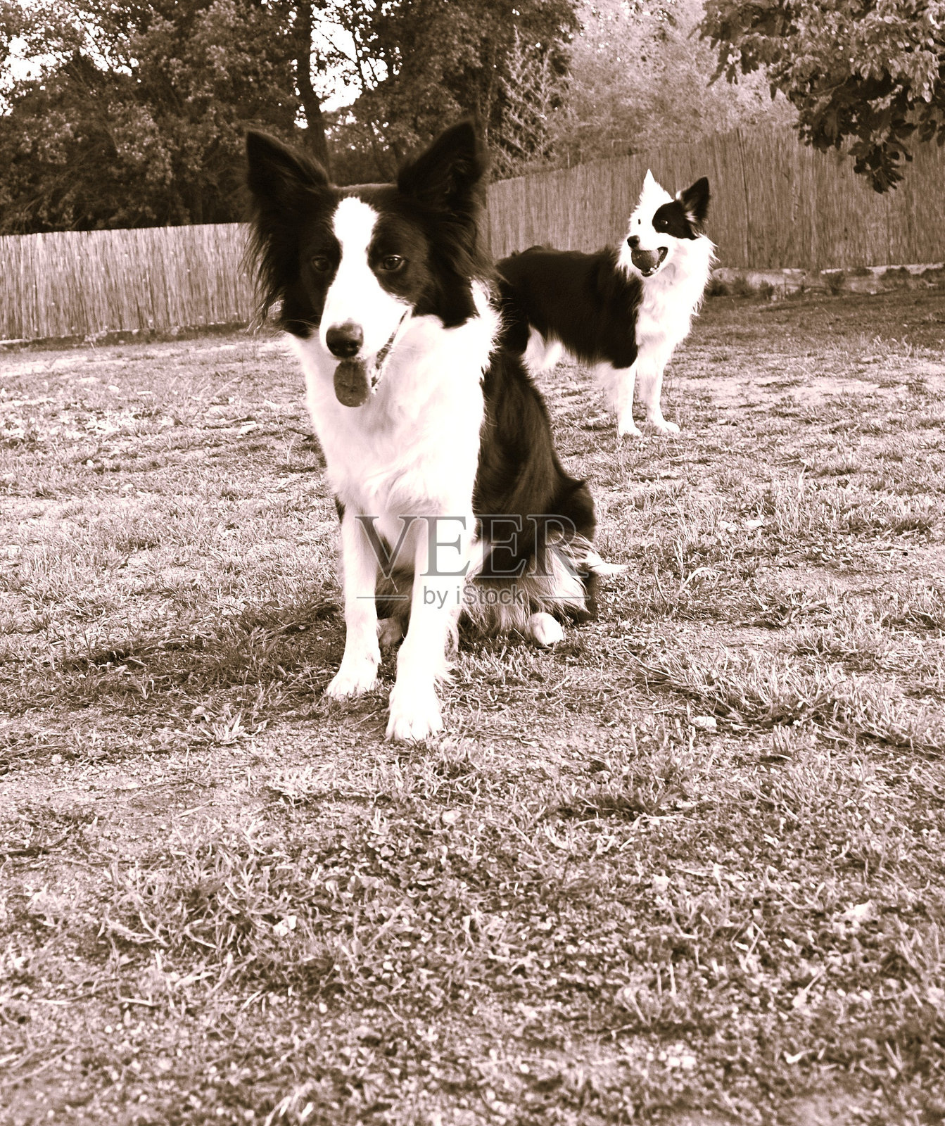 边境牧羊犬犬种照片摄影图片