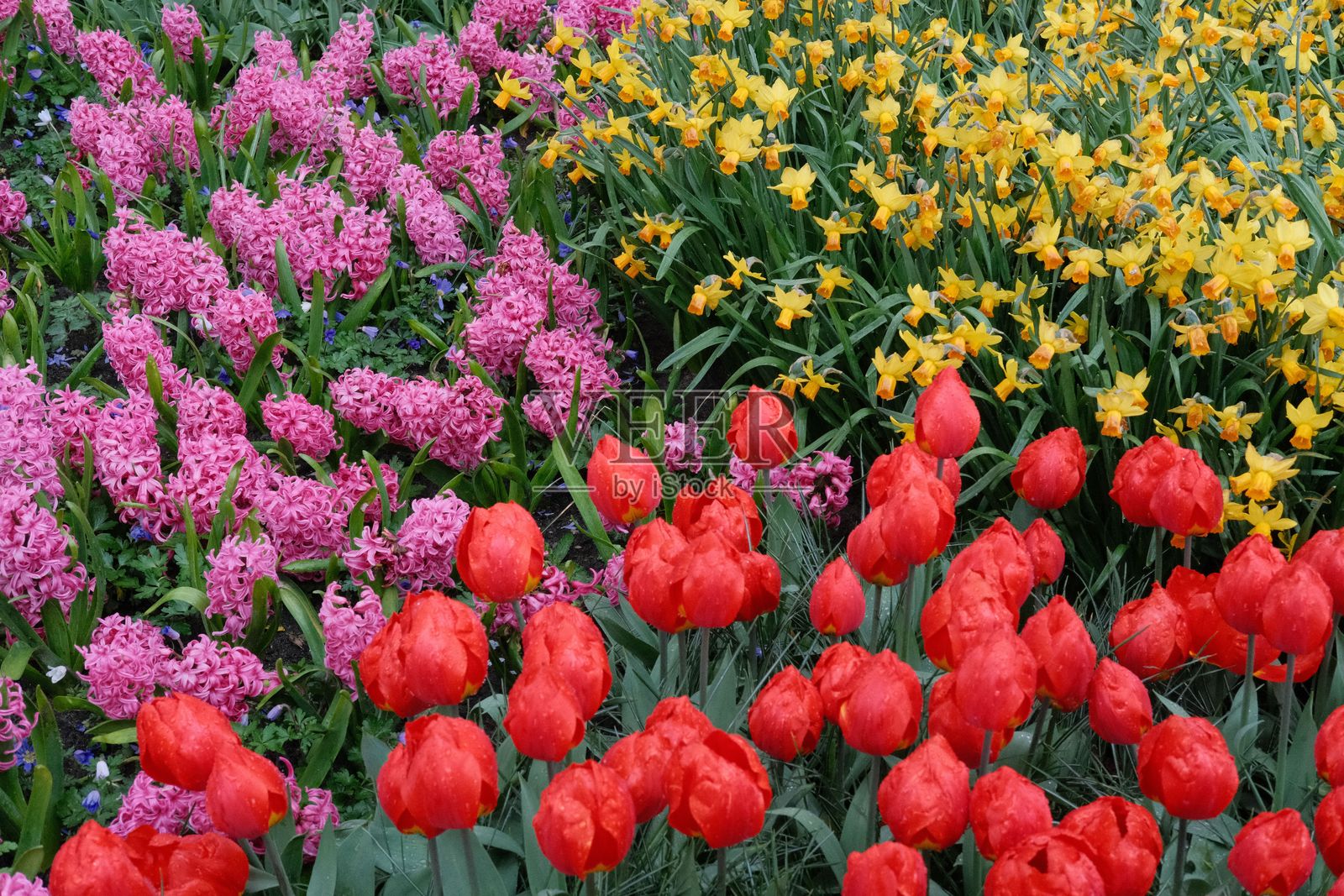 五彩缤纷的郁金香覆盖的田野，形成了生动而如画的景象照片摄影图片