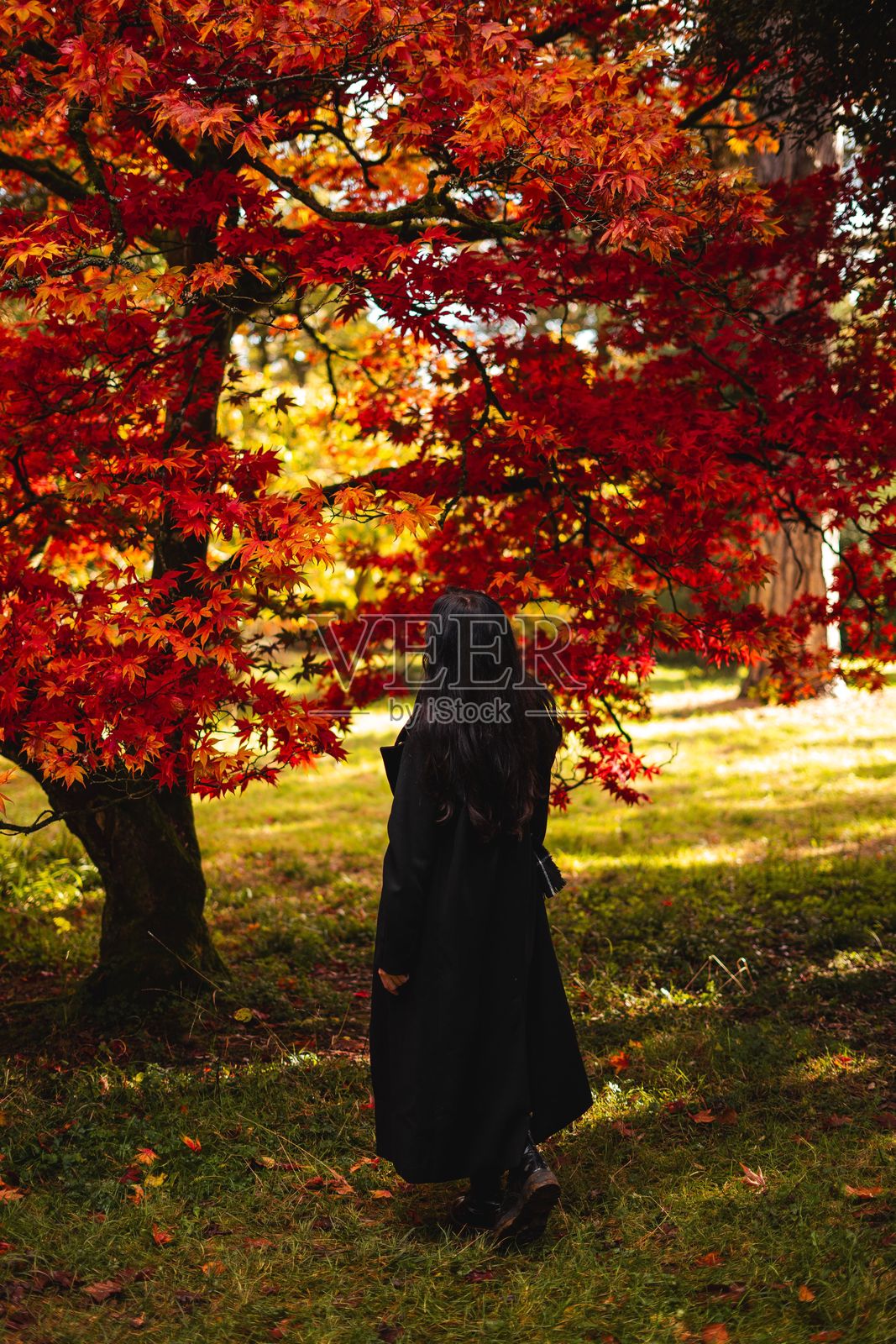 公园里一位女性在鲜艳的红色秋叶下。照片摄影图片