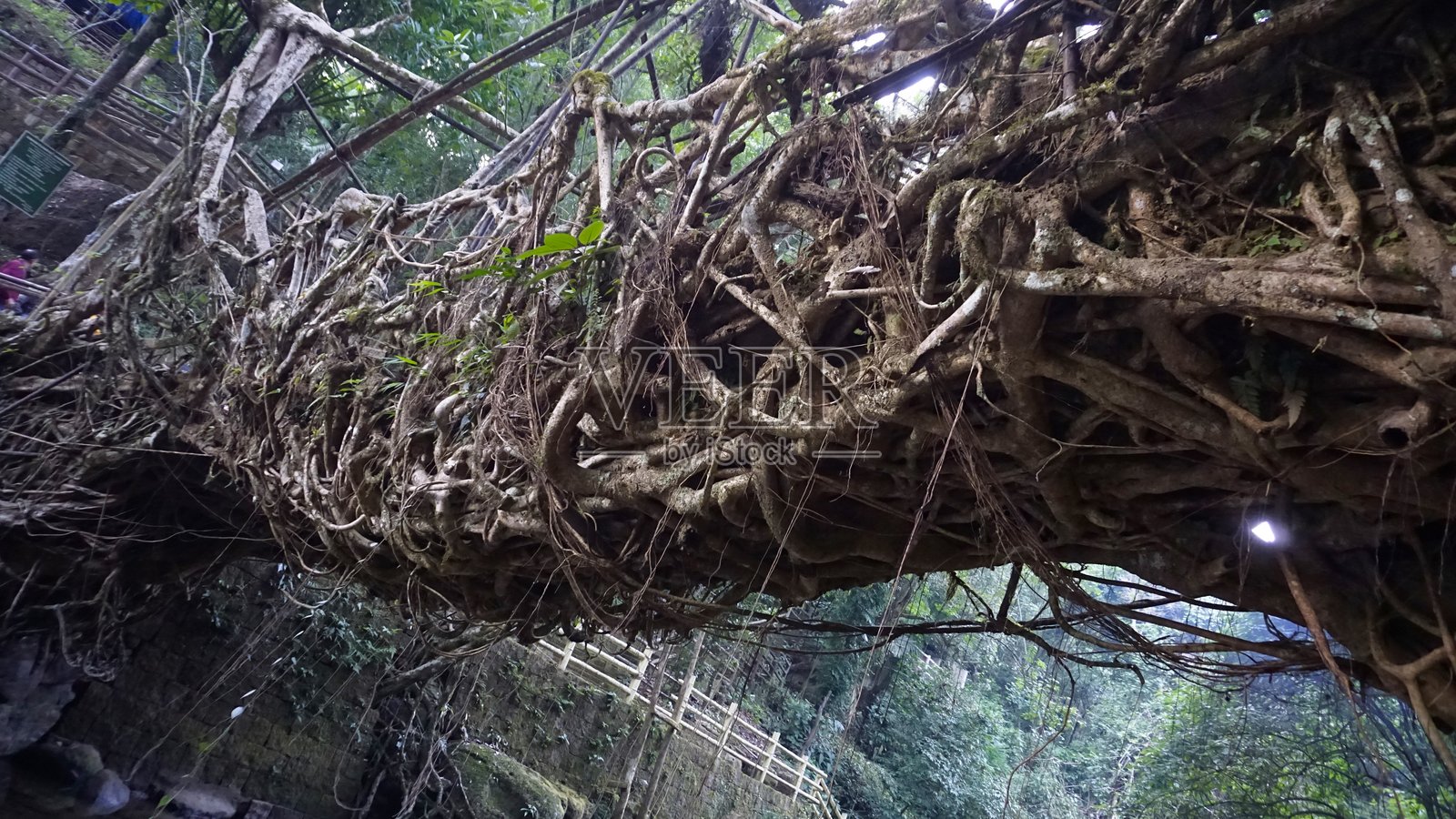 梅加拉亚的活根桥。这些桥展示了部落的精湛工艺。照片摄影图片