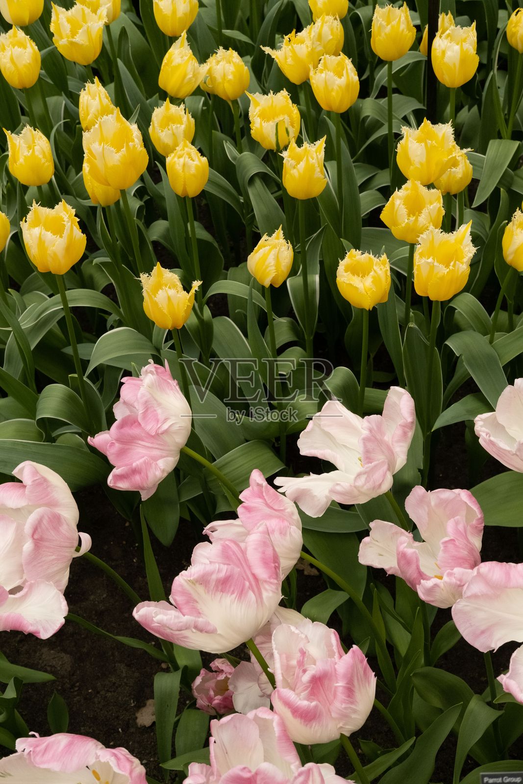 五彩缤纷的郁金香覆盖的田野，形成了生动而如画的景象。照片摄影图片