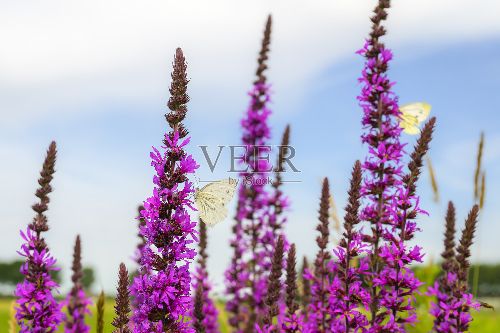 绿脉白蝶 (Pieris napi)照片摄影图片