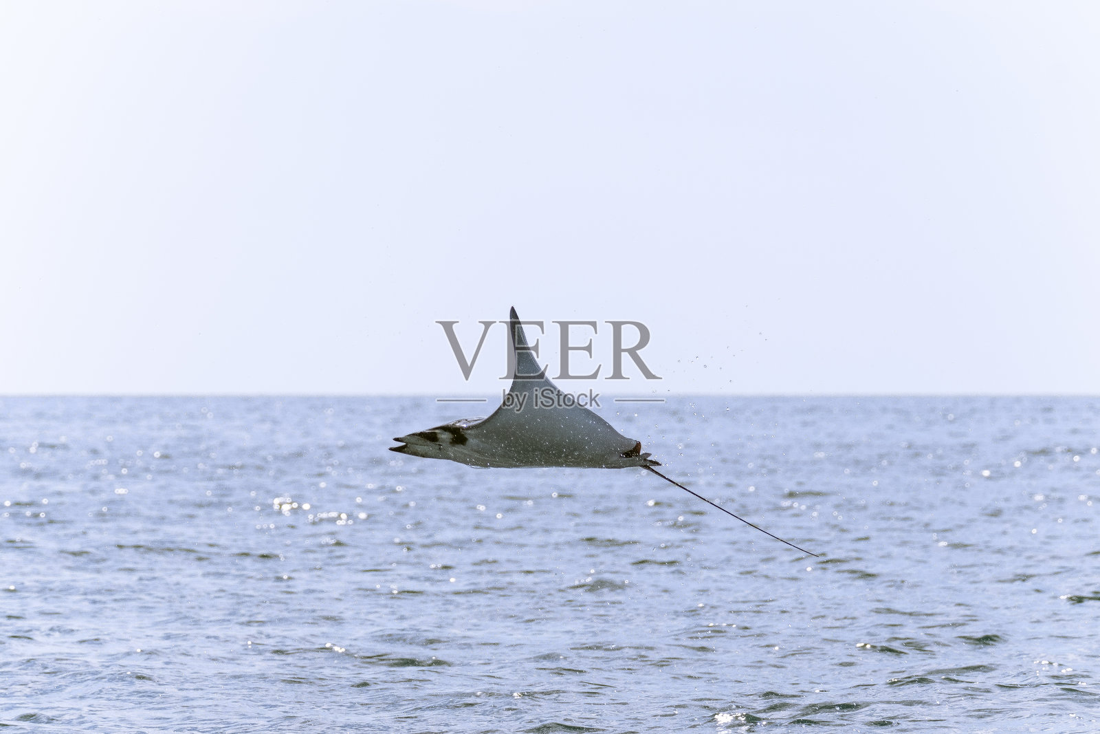 墨西哥巴哈的魔鬼鱼照片摄影图片