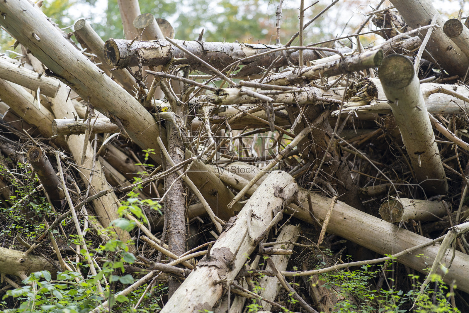 秋季森林中堆积的砍伐树木残骸。自然环境问题的概念照片摄影图片