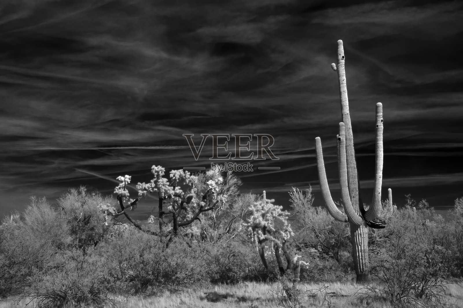 亚利桑那州索诺拉沙漠红外线摄影照片摄影图片