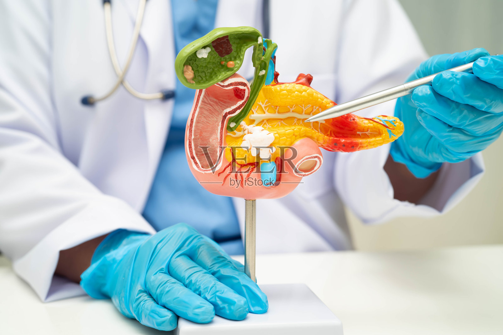 胰腺炎、胰腺癌，亚洲医生在医院使用胰腺、胆囊和胆管的人体解剖模型。照片摄影图片