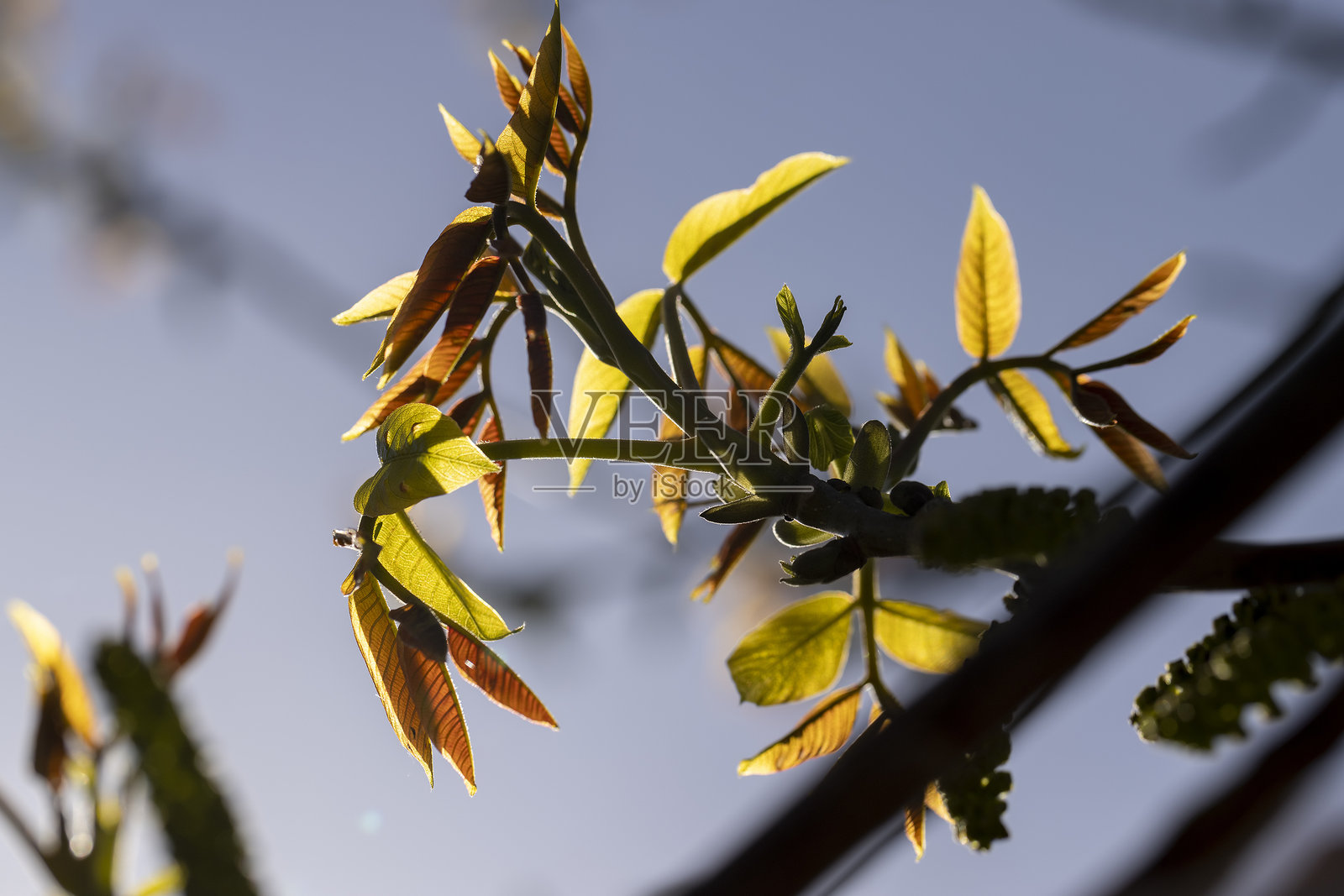 阳光明媚的核桃 orchard照片摄影图片