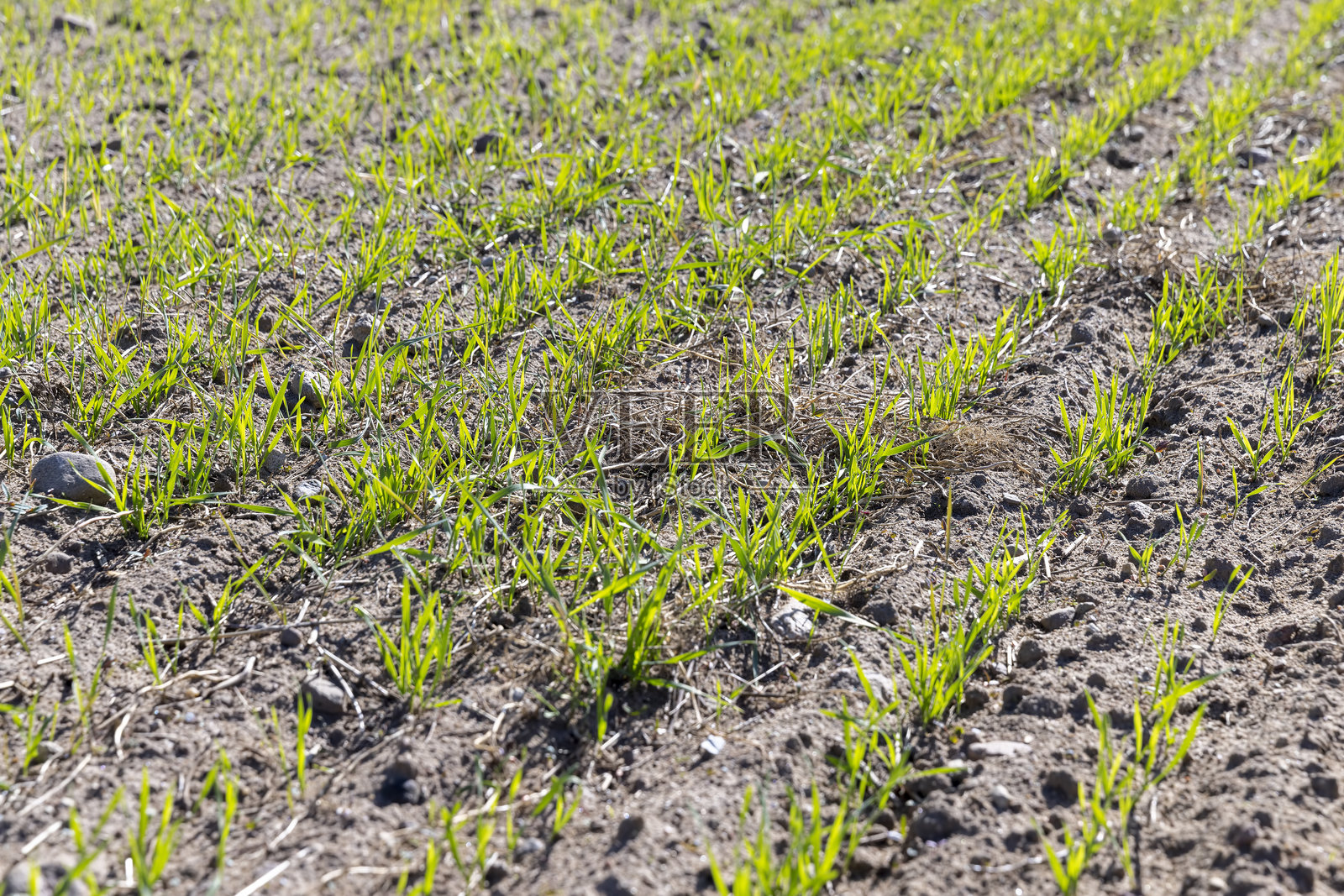丰收的绿色小麦芽照片摄影图片