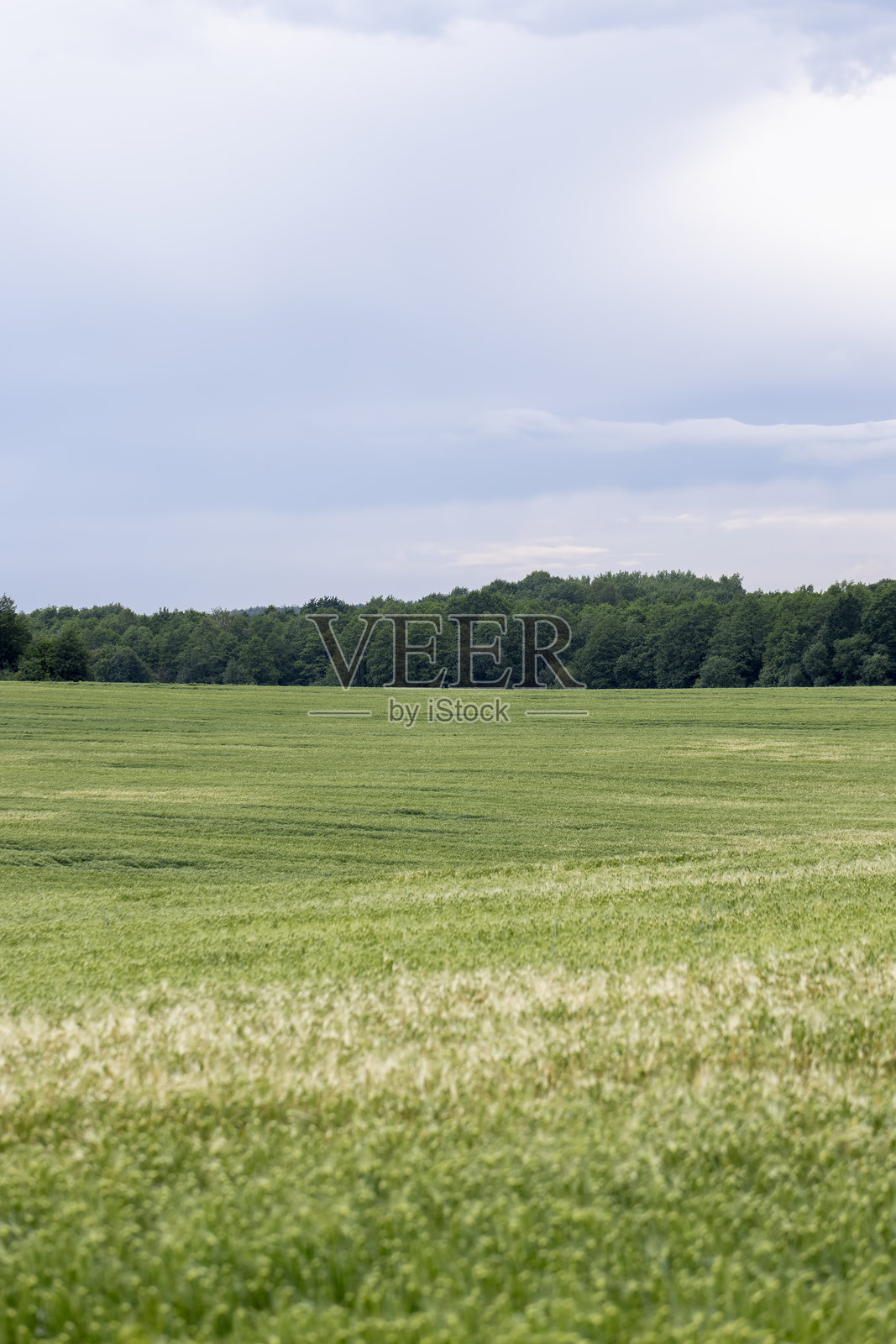 雷雨过后的麦田照片摄影图片