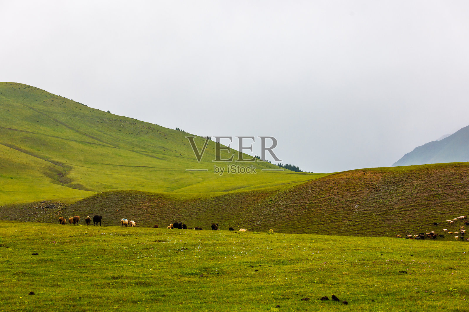 一群放养的羊在雾气弥漫的田野上吃草，背景是朦胧的山脉。照片摄影图片