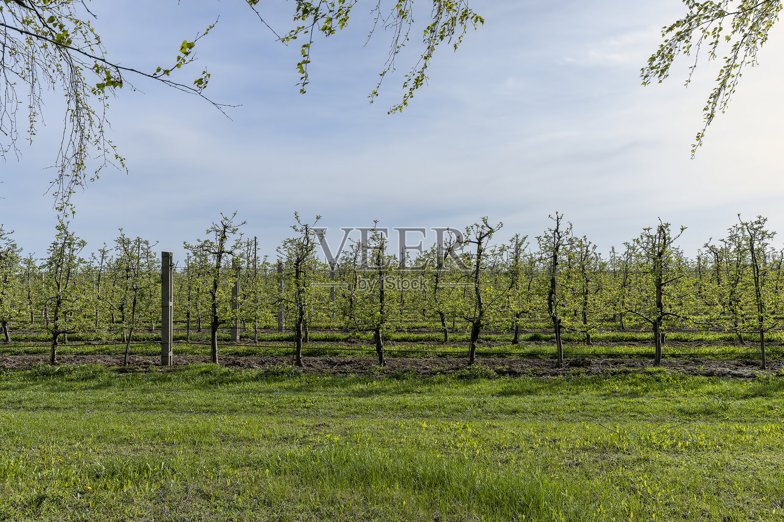 大规模种植苹果和其他水果照片摄影图片