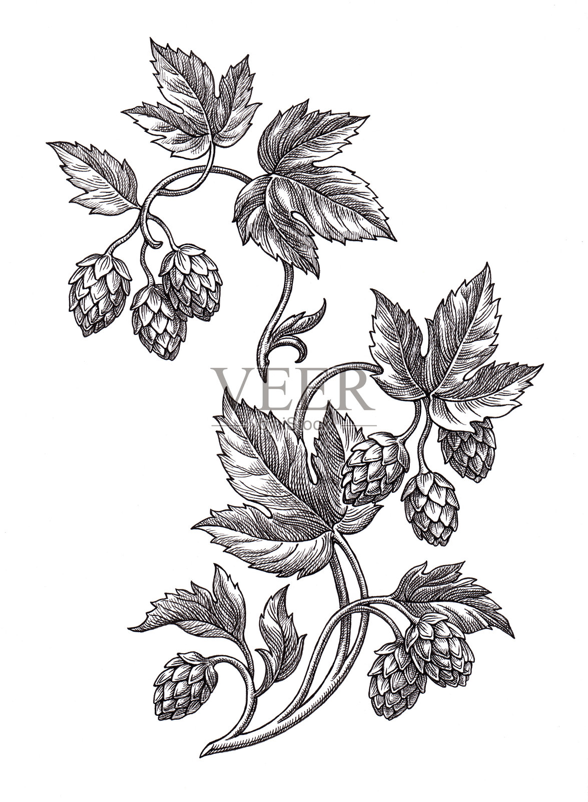 啤酒花的花穗和叶子插图。照片摄影图片