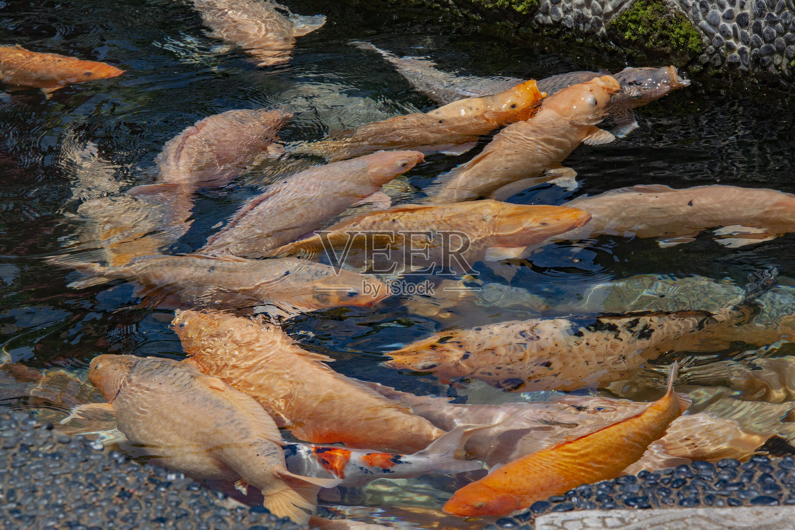 池塘里的鱼照片摄影图片
