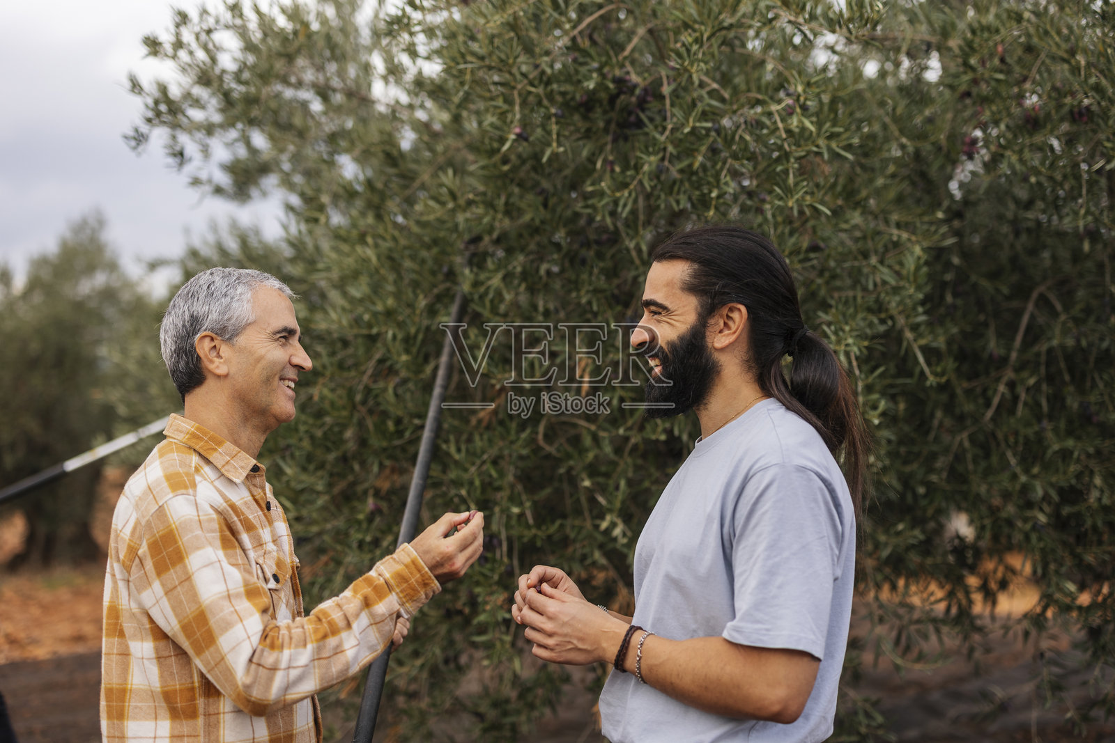 农民在橄榄园收割橄榄，多代工人一起采摘橄榄照片摄影图片
