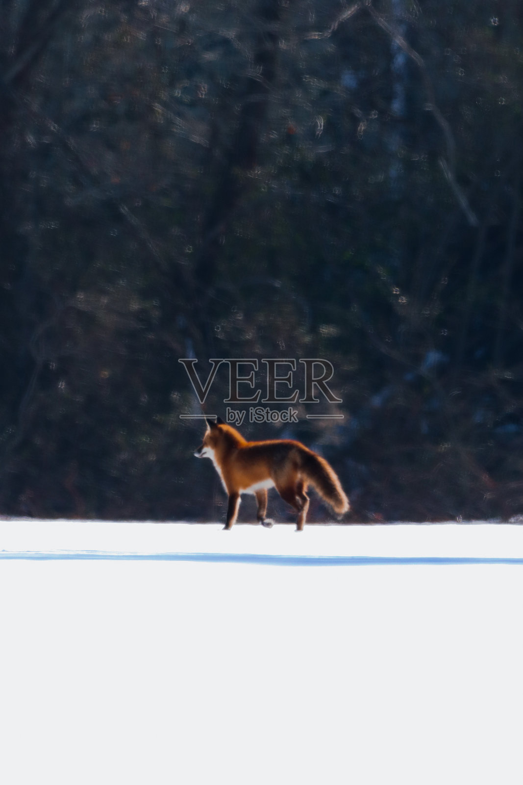 雪中的红狐 - 肖像照片摄影图片