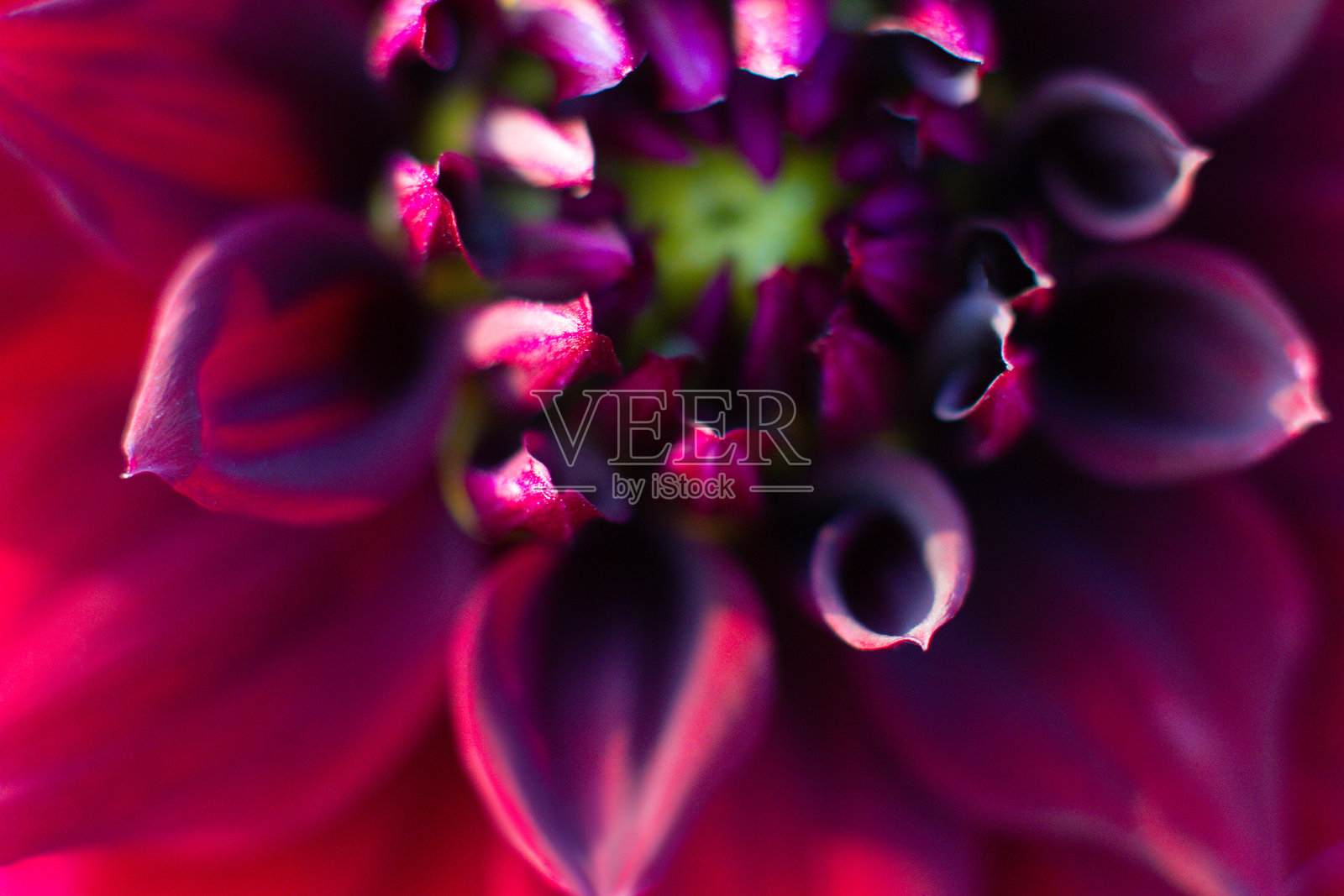 花园中美丽大丽花的特写镜头照片摄影图片